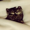 mrぽぽ