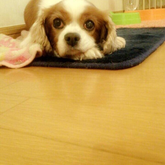 mrぽぽのカバー写真