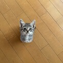 他のサイトで里親様が決まりました(*^^*)