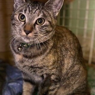 6ヶ月くらいのキジトラの女の子