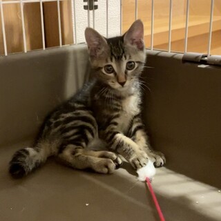 希少なタビー柄の子猫の里親さん募集募集！