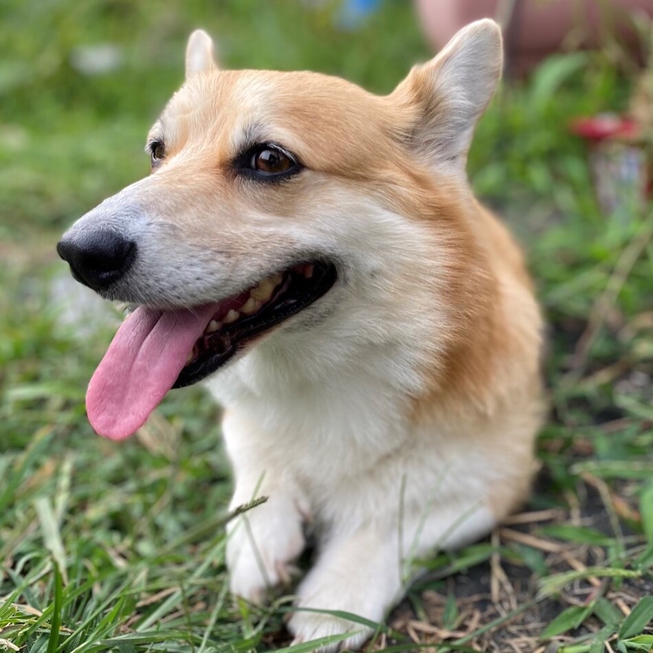 ぴのこのカバー写真