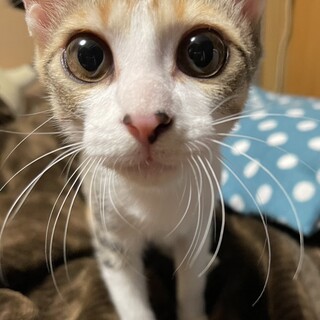 【お話中】膝乗り甘えんぼう♡きゅきゅる瞳の子猫