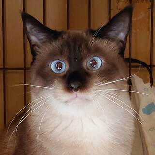 ブルーの瞳＆シールポイントの男の子