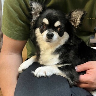 怖がりだけどとてもお利口なチワワのムギちゃん