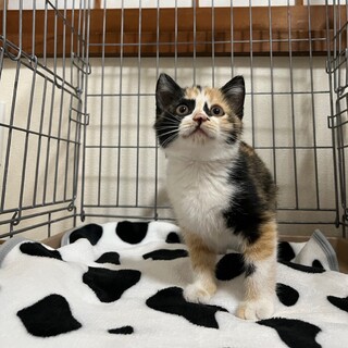 11/19津田沼ෆ⃛甘えん坊ですෆ⃛あじちゃん