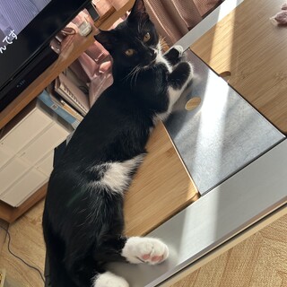 雑種　白黒猫　オス　2023年4月生まれ