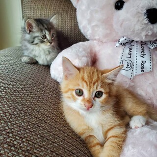 11/12稲毛海岸ෆ⃛やんちゃ男子ෆ⃛スフレくん