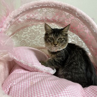 撫で撫でが大好きな女の子です