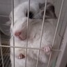 ひなのばにら さん