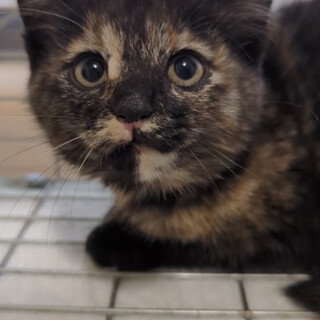 ずっとのおうち探しています