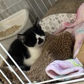 ハチワレ　白黒　甘えん坊　男の子　2ヶ月