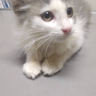 ペルシャ系中長毛白とグレーの毛並みの子猫３か月