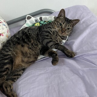 甘えん坊なキジトラの男の子です♪