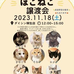 ほごねこ譲渡会　〜愛すべき野良猫の会〜