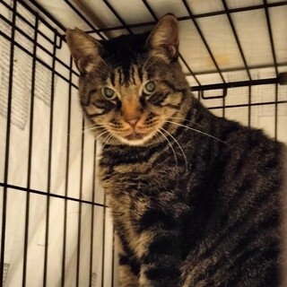 大きなキジトラ♂のビッグくん