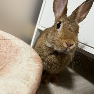 大切に育ててくれる方へ
