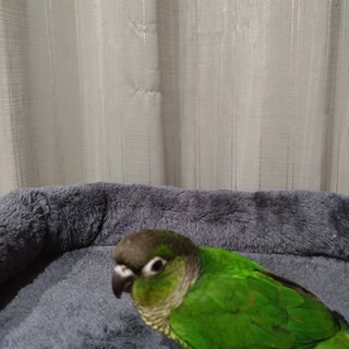 ウロコインコの雛