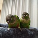 【再募集一旦〆】生後３ヶ月ウロコインコ