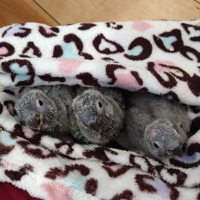 オースギのカバー写真