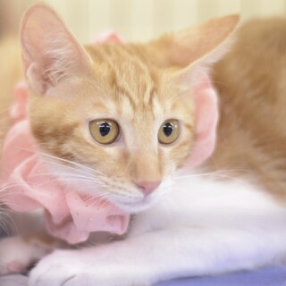 茶白　メス　甘えん坊