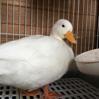 コールダックのピータン