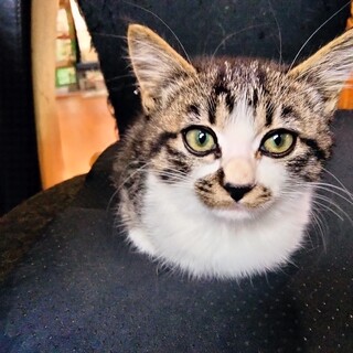 短足　もふもふ毛並み　物おじしない性格の子猫2か月