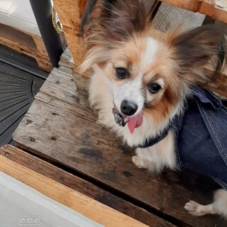 元気で可愛いパピヨンのリリナちゃん