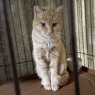 家猫修行中の茶トラきなこ君♪