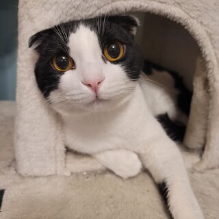 耳垂れスコmix♂ハチワレ