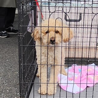 飼い主さん死亡為 行き場をなくした まるくん