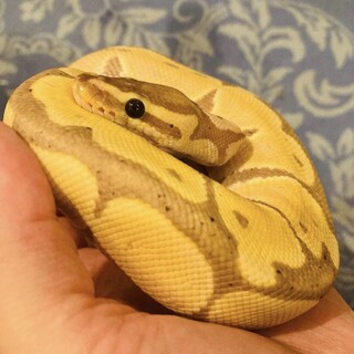 ボールパイソン  バナナ の里親募集