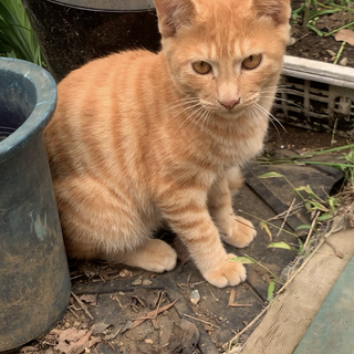 雑種のオス4ヶ月の子猫