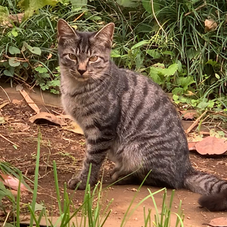 雑種のオス4ヶ月の子猫