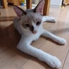 シャム猫風　ブルーアイの元気な男の子！ サムネイル3