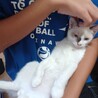 シャム猫風　ブルーアイの元気な男の子！ サムネイル5