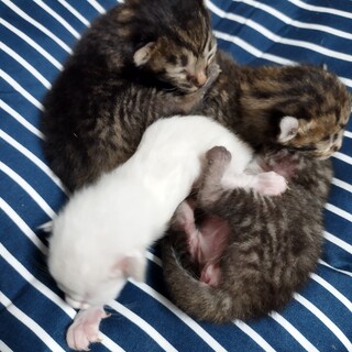 可愛い子猫達(⁠.⁠ ⁠❛⁠ ⁠ᴗ⁠ ⁠❛⁠.⁠)
