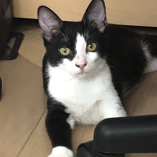 白黒はちわれねこ、怖がりな女の子です