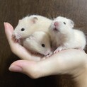 キンクマハムスターの赤ちゃん　