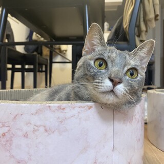 甘えん坊のべるちゃん！