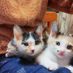 in春日井市☆全部で子猫が50匹～2会場で子猫大祭！☆2023年11月18日（土）～ちーむにゃいんず