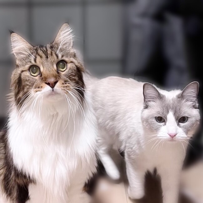 yu-ko2のカバー写真