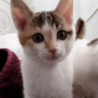 里親決定。三毛猫ぽぅぽちゃん