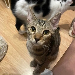 in豊明市☆全部で子猫が50匹～2会場で子猫大祭！☆2023年11月18日（土）～ ちーむにゃいんず