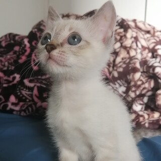 ブルーアイの可愛い、シャムトラのシィーちゃん！
