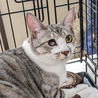 膝の上に乗ってくる甘えん坊サバシロ⭐︎ムニ