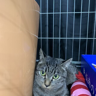 キジトラガール★らん★みんにゃを育てた強いママ