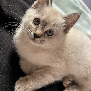 おてんばな女の子