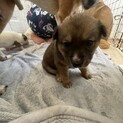 素敵なご縁がありました可愛らしい幼い子犬ちゃん