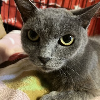 11/18更新：グレーちゃん【飼い主失踪からの猫】